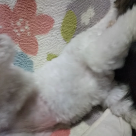 今日のはなちゃん350、モモちゃん306の画像