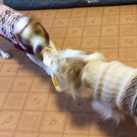 今日のココのんの画像