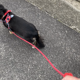 元気にお散歩の画像