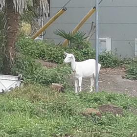山羊らとの山暮らしの画像