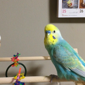 落ち着かない春の画像