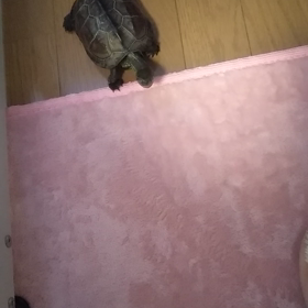 よし!(๑•̀ㅂ•́)و✧決めた!の画像