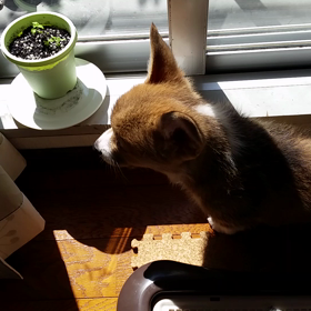 いろいろ動画。の画像