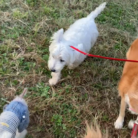 10月5日13わんこと1時間遠足  代々木公園の画像