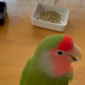 ペレット、購入。の画像