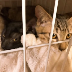 〜天ちゃんと黒ちゃん〜　2匹の選択の画像