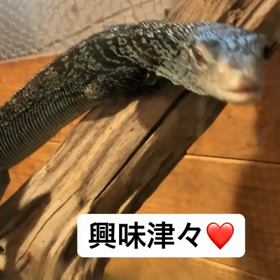興味津々なコバルトツリーモニターの画像