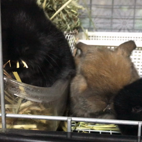 食欲の秋の画像