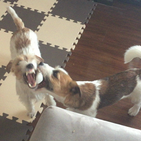 ちょっかいの画像