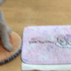 そうなんだけどさぁ。の画像