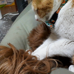 尻尾揉み揉みの画像