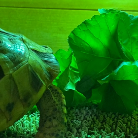 大根の葉を食べるギリシャリクガメの画像