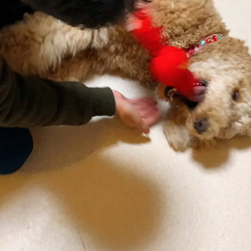 フラン、前世は猫？の画像