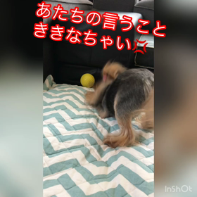 ボールちゃんの画像