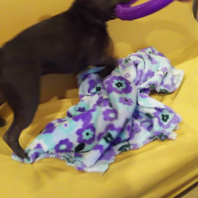 新しいオモチャの画像