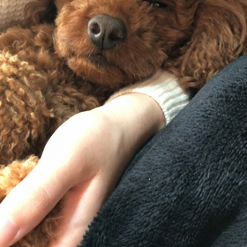 木綿のはんかちの画像