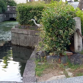 東本願寺・西本願寺迄歩きました。の画像