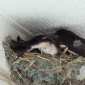 巣立ちの時の画像