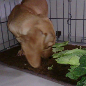 野菜大好き・ジンさんの画像