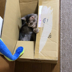 ダンボール箱はおもちゃです（笑）の画像