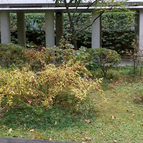 弦楽四重奏の画像