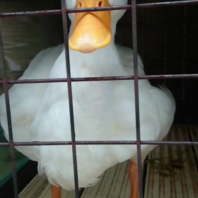 ウオーキングでの楽しみ    パート2の画像