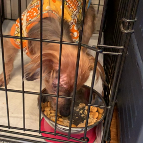 まじめなお話…ごはん編。の画像