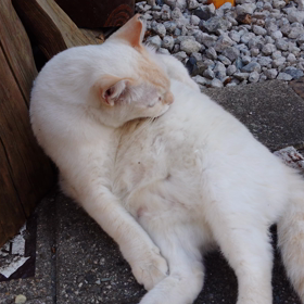 今日はマッシュルームの日の画像