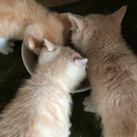 こちらも、モリモリ！の画像