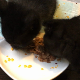 １９日目コネコ＊ボク、ハナカゼ。の画像