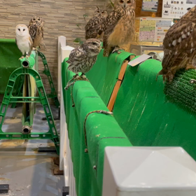 動物プロダクションの日常(コキンメフクロウ)の画像