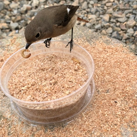 ジョウビタキ⑱ジョビの食べっぷりの画像