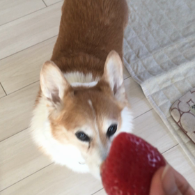 コーギーリキ：いちごをチビチビ食べる♪の画像