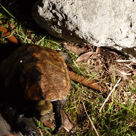 屋上の住民紹介2の画像