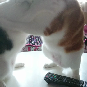 またりDAY♡ちび達解放中…の画像