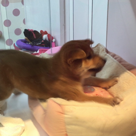 構って欲しい柴くんの画像