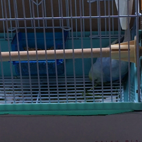 バトル‼︎ぴぃさん(｀_´)ゞの画像