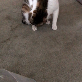 昨夜から痛い仙腸関節…ジム活はどうする？ビビり過ぎな先住猫！の画像