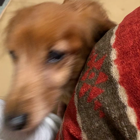 膝に乗りたいレオの画像