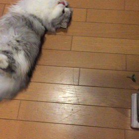 キャットニップの画像