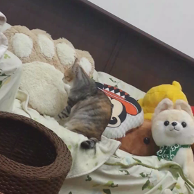 35話　動画2弾の画像