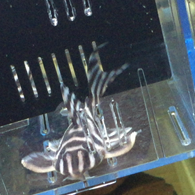 出品中ペアー2の画像