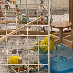 ラムの水浴び&レモンと喧嘩！の画像