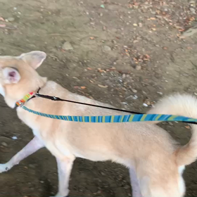 8月10日15わんこと1時間遠足  代々木公園の画像