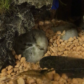 エビちゃんの食べる姿の画像