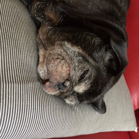 爆睡中 (( _ _ ))..zzzZZの画像