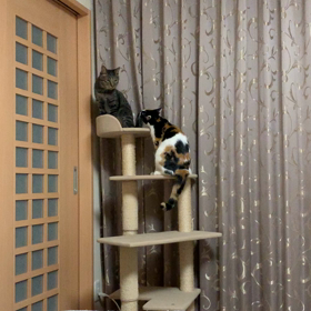 兄妹げんかの画像