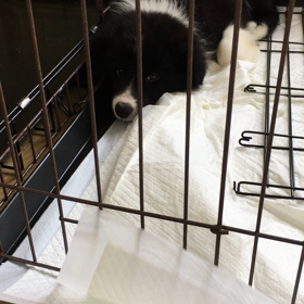 明日 飼い主さんのもとへの画像