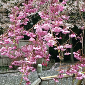 こんな状況でも、桜は美しく。の画像