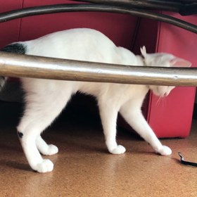 今日のテンの画像